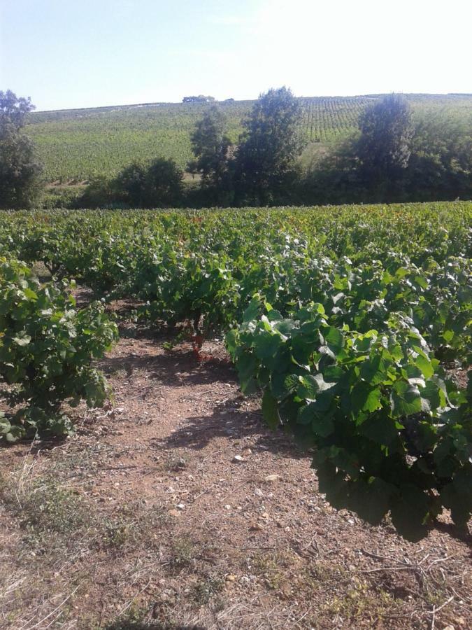 La Maison Des Vignes *