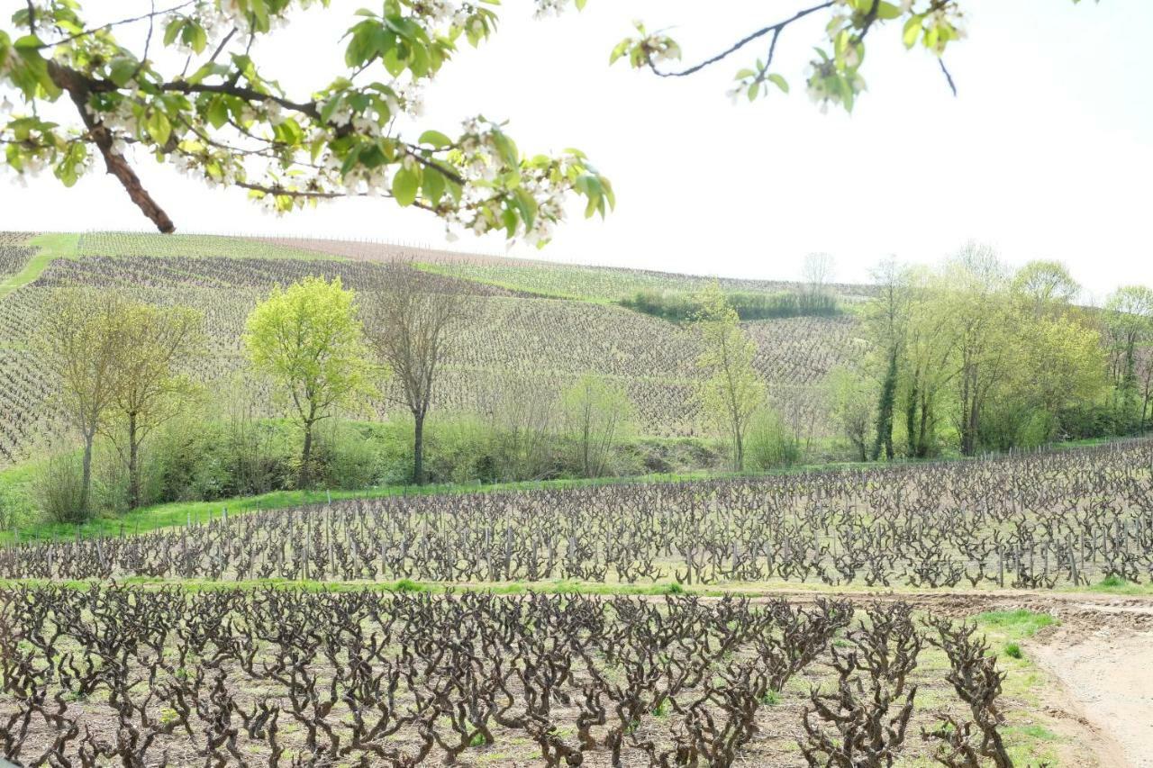 Gasthuis La Maison Des Vignes Charentay